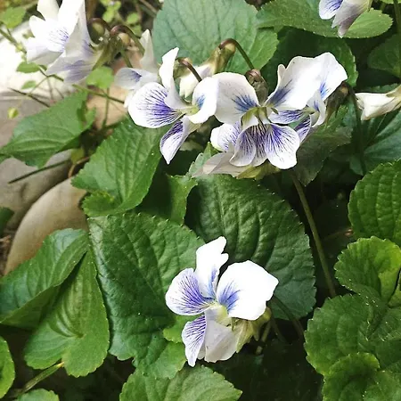 Appartement Ilka Garden Boedapest